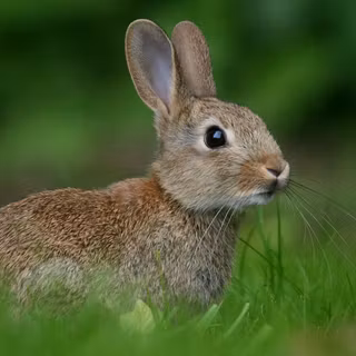 Cute bunnies 4k wallpaper