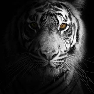 Harimau amoled wallpaper