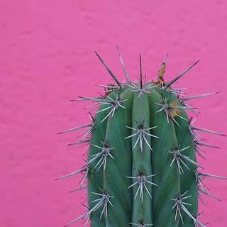Cactus pink aesthetic wallpaper