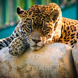 Jaguar 4k wallpaper