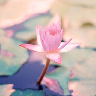 Aesthetic blue and pink flowers wallpaper