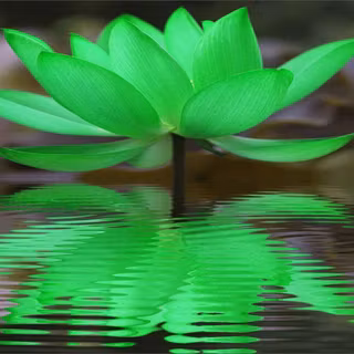 Green lotus wallpaper