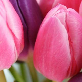 iPhone Tulips wallpaper