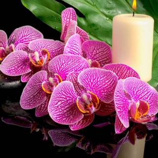 Orchid flower Ultra HD wallpaper