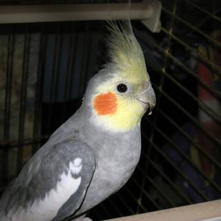 Cute birds cocktail wallpaper