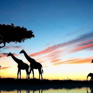 Sunset safari wallpaper