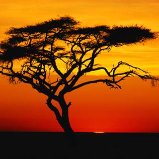 Sunset safari wallpaper