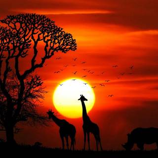 Sunset safari wallpaper
