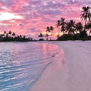 Summer friends wallpaper