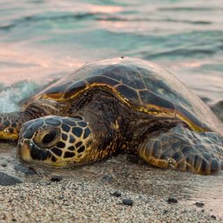 Save the turtle wallpaper