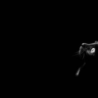 Minimalist cat desktop wallpaper