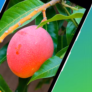 Mango tree Android wallpaper