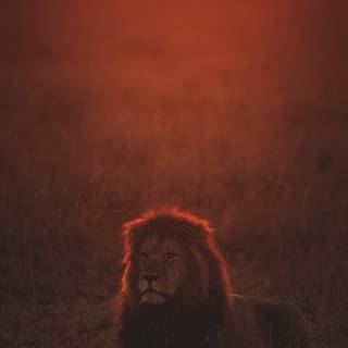 iPhone X Max Pro HD wallpaper