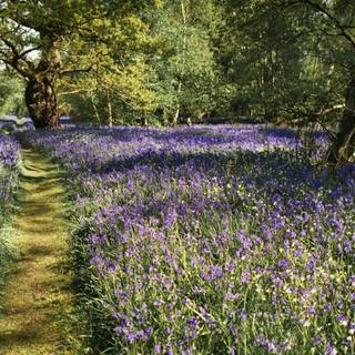 Forest bloom wallpaper