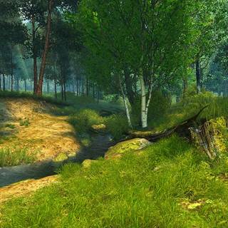 Forest bloom wallpaper