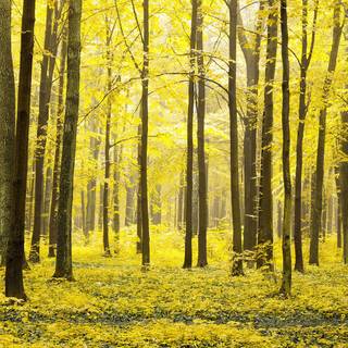 Forest bloom wallpaper