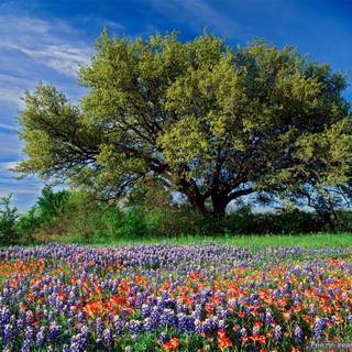 Flower scene wallpaper