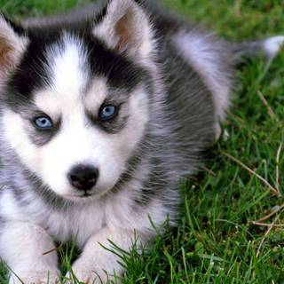 The cutest baby dogs wallpaper