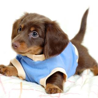 The cutest baby dogs wallpaper