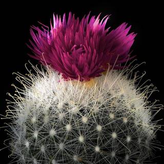Red cactus flower wallpaper