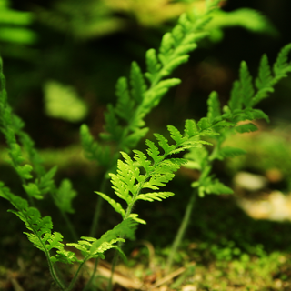 Full size desktop HD wallpaper