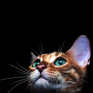 Amoled cat wallpaper