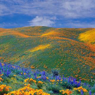 Wildflowers in the valley wallpaper