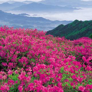 Wildflowers in the valley wallpaper