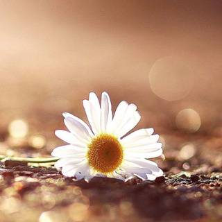 Free Windows Xp Android HD wallpaper