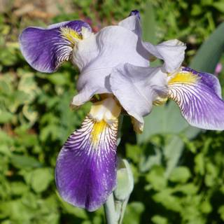 Irises wallpaper