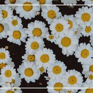 Aesthetic flower laptop wallpaper