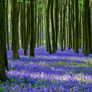 Spring landscape wallpaper