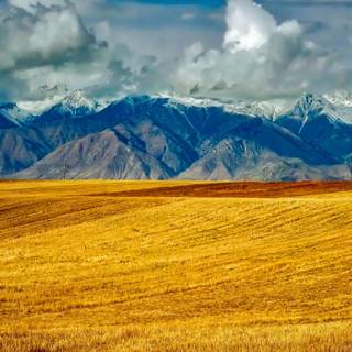 Country meadow wallpaper