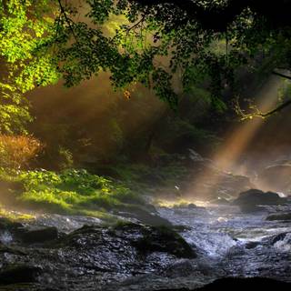 River forest wallpaper