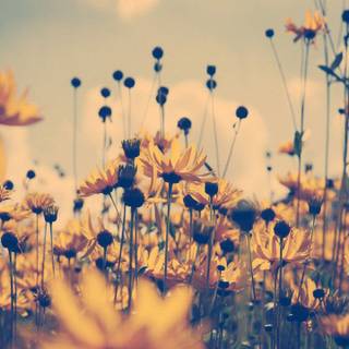 Wildflower season wallpaper