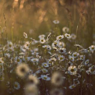 Wildflower season wallpaper