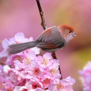 Flowers and bird wallpaper