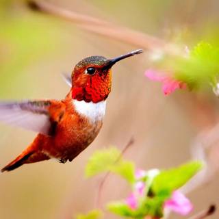 Flowers and bird wallpaper