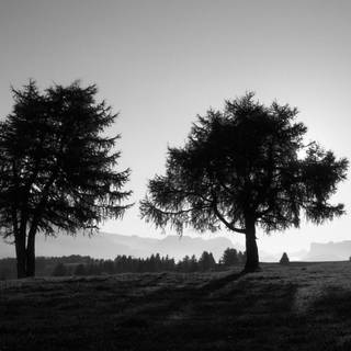 Black and white Ultra HD wallpaper