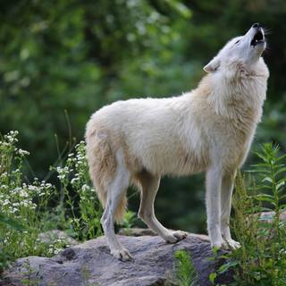 White and green Ultra HD wallpaper