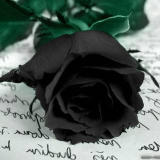 Black rose tumblr wallpaper