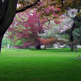 Spring park wallpaper