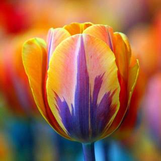 Colorful tulips wallpaper