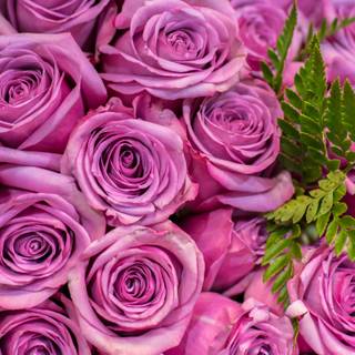 Purple flowers 4k wallpaper