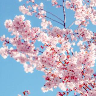 Cherry Blossom trees wallpaper