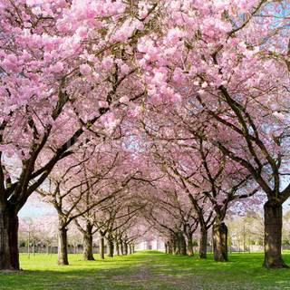 Cherry Blossom trees wallpaper