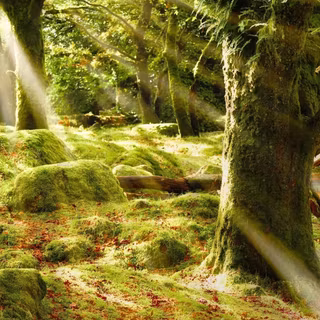 Forest sunlight wallpaper