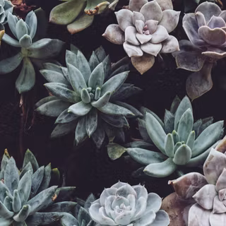 Succulent phone wallpaper