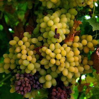 Grape women wallpaper