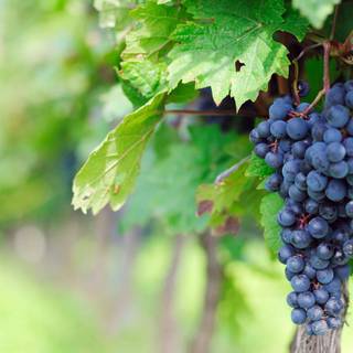 Grape women wallpaper